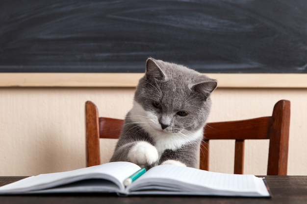 Il gatto grigio si siede a un tavolo con libri e quaderni, studiando a casa.