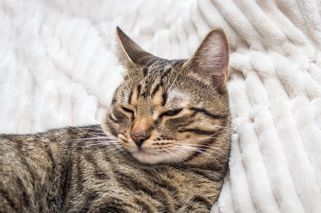 Il gatto grigio sta dormendo su un plaid bianco sul letto. Avvicinamento