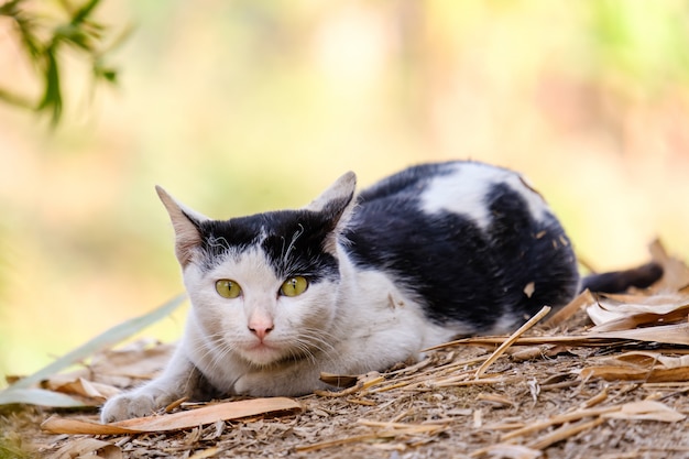 Il gatto guarda così