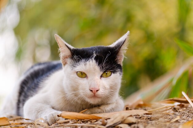 Il gatto guarda così