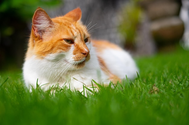 Il gatto guarda di lato e si siede su un prato verde Ritratto di un soffice gatto bianco e arancione