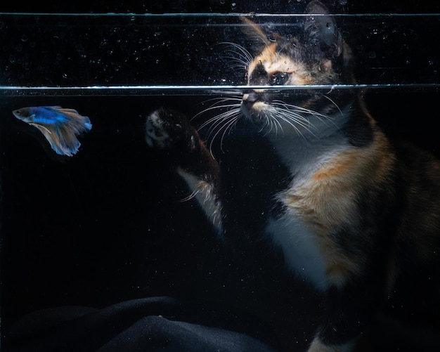 Il gatto guarda il pesce da dietro l'acquario su uno sfondo nero.