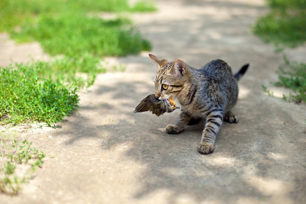 Il gatto ha cacciato un uccello