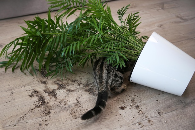 Il gatto ha rovesciato un vaso con un fiore sul pavimento