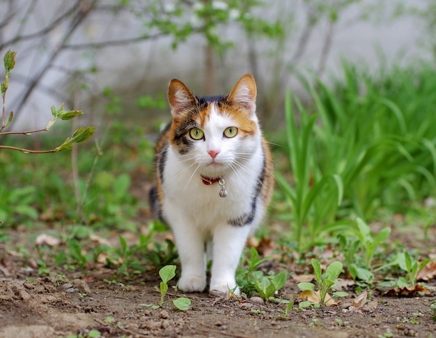 Il gatto ha un colore di pelliccia originale e interessante.