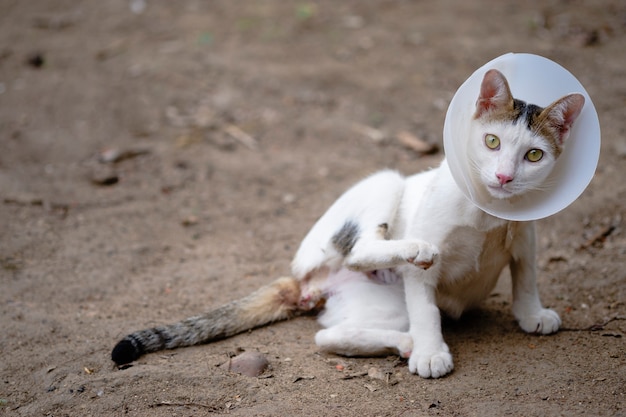 Il gatto indossa un collare per evitare di leccare la ferita dopo la sterilizzazione Concetto di gatto malato