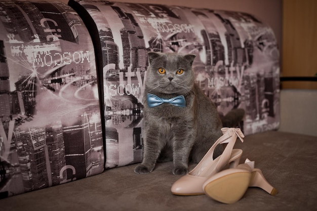 Il gatto inglese e le scarpe della sposa 3162