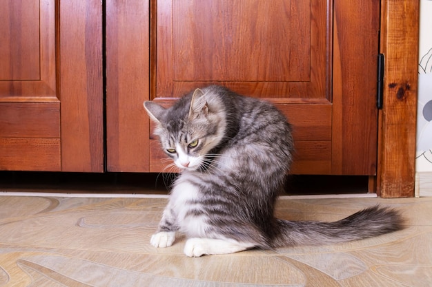 Il gatto lanuginoso grigio lava il suo primo piano della coda