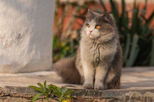 Il gatto lanuginoso grigio si siede nei fiori. Gatto sul sentiero