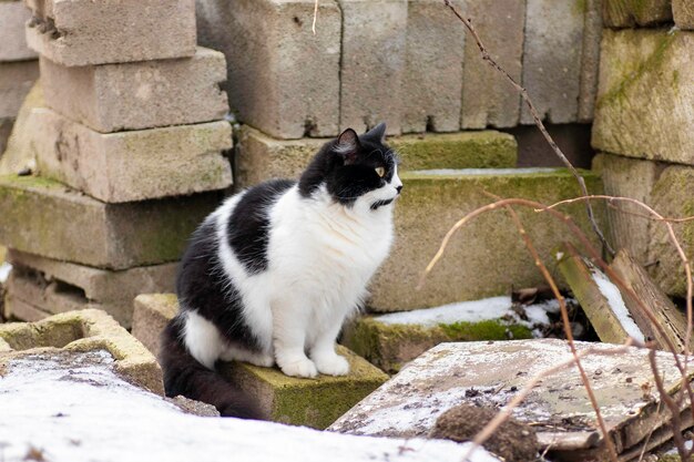 il gatto lanuginoso in bianco e nero si siede sulle pietre in inverno