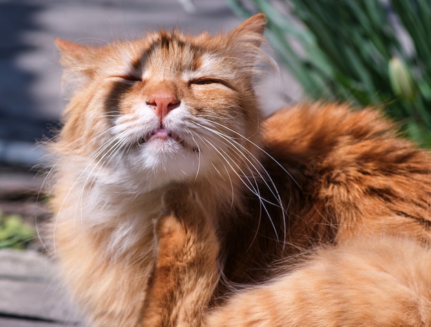 Il gatto lanuginoso rosso adulto si siede sulla strada