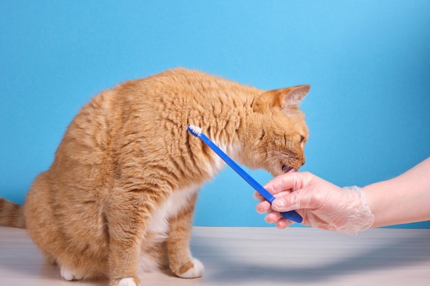 Il gatto lanuginoso rosso lecca una mano femminile in un guanto di gomma che tiene uno spazzolino da denti per pulire i denti dell'animale domestico, fondo blu