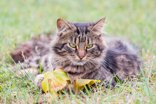 Il gatto lanuginoso si trova sull'erba vicino alle foglie gialle