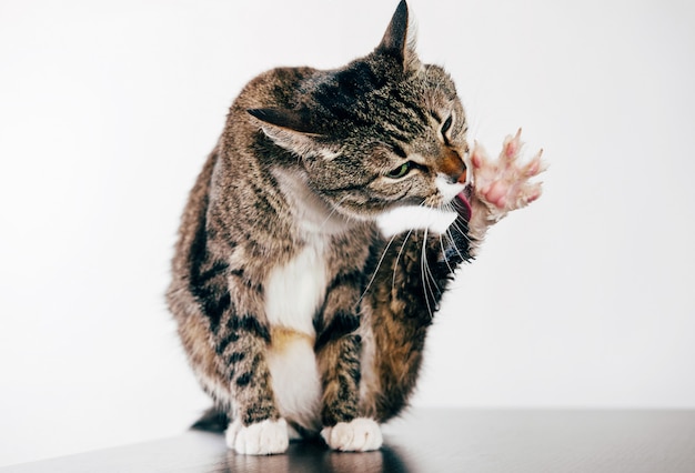 il gatto lava la zampa