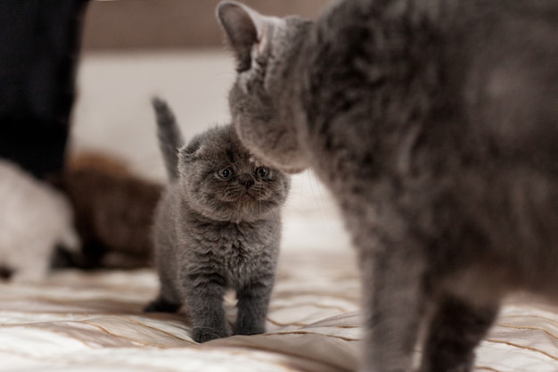 Il gatto lecca il suo bellissimo gattino