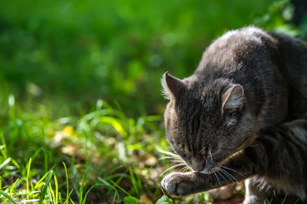 il gatto lecca la zampa seduta sull'erba, posto per l'iscrizione.