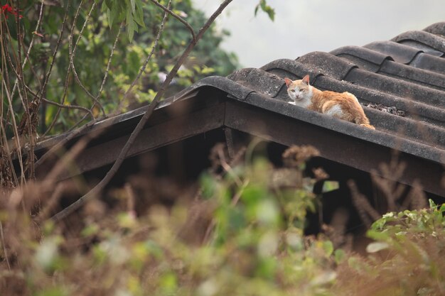 Il gatto lo guardò sul tetto della casa.