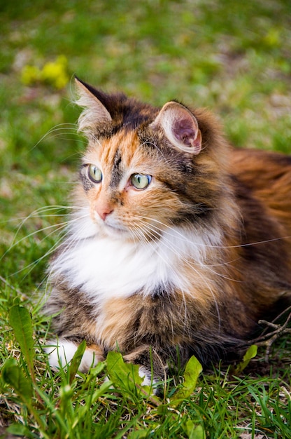 Il gatto maculato lanuginoso cammina sulla primavera dell'erba verde.