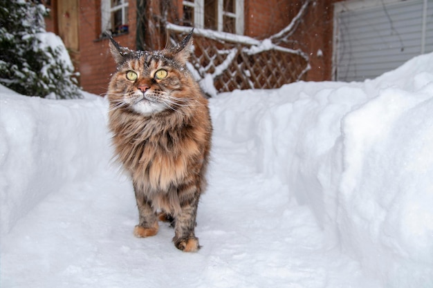 Il gatto Maine Coon cammina lungo il sentiero della neve tra i cumuli di neve.