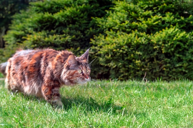 Il gatto Maine Coon cammina sullo spazio della copia della carta da parati del gatto sveglio del prato verde soleggiato