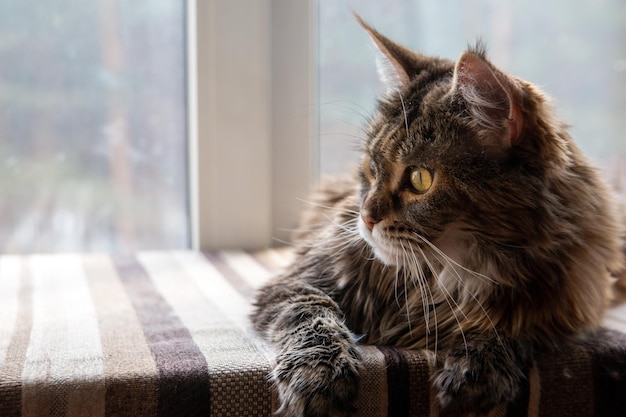 Il gatto Maine Coon giace sul davanzale della finestra e guarda attentamente fuori dalla finestra Cura degli animali domestici