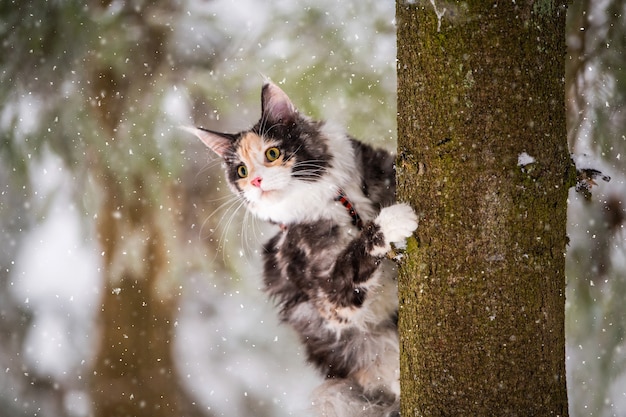 Il gatto Maine Coon policromo si arrampica su un albero in inverno in un bosco innevato