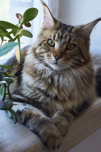 Il gatto Maine Coon si siede sul davanzale contro il muro di mattoni bianchi