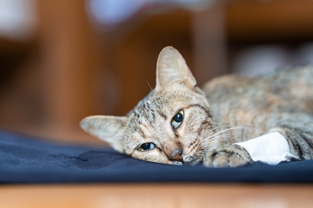 Il gatto malato giaceva debolmente sul panno blu che fissava in movimento