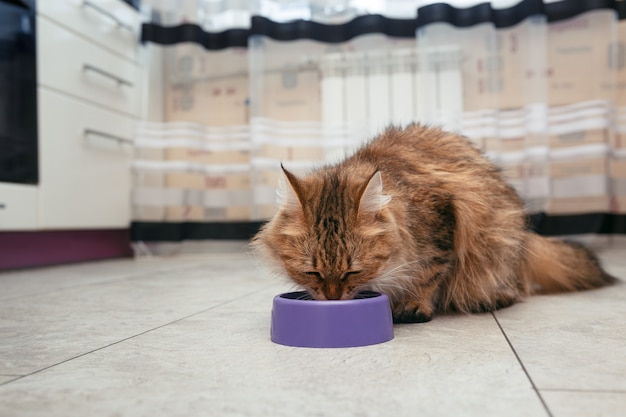 Il gatto mangia dalla sua ciotola. Il gatto della foresta norvegese mangia cibo sul pavimento dai suoi piatti