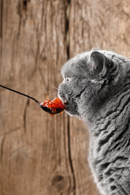 Il gatto mangia il caviale rosso da un cucchiaio