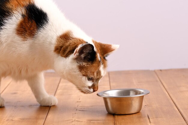 Il gatto mangia il cibo per gatti dalla ciotola in acciaio inossidabile