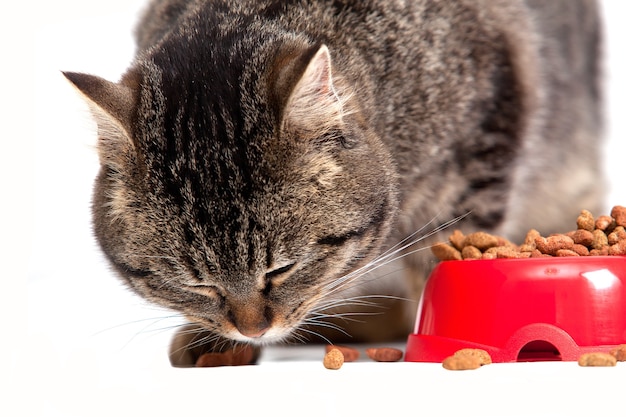 Il gatto mangia un foraggio. È isolato su uno sfondo bianco