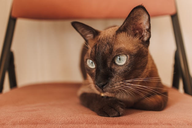 Il gatto marrone nero si siede sulla sedia in casa