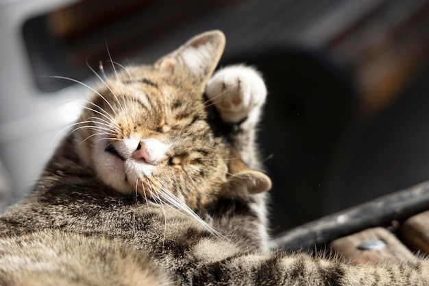 Il gatto marrone si lava il muso con la zampa