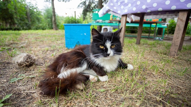 Il gatto meticcio di campagna si trova sull'erba