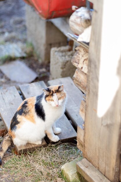 Il gatto multicolore e soffice si siede sulla strada