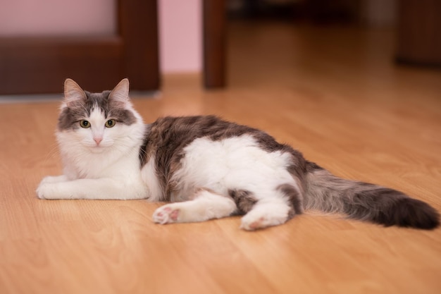 Il gatto nell'appartamento giace sul pavimento in una posa imponente Un gatto felice e ben nutrito con una bella pelliccia Gatto bicolore bianco con grigio