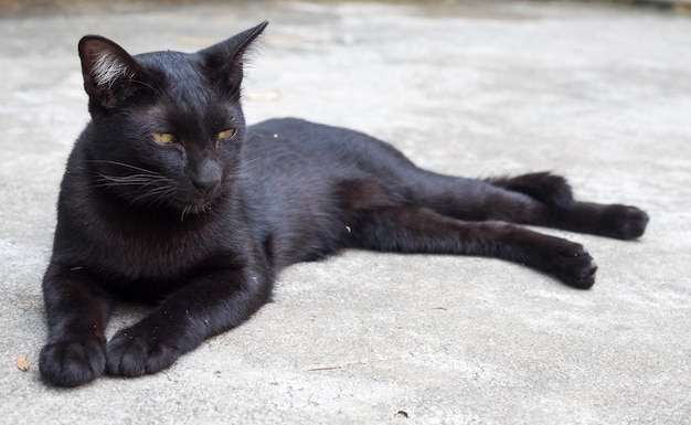 Il gatto nero adulto pigro giaceva sul pavimento esterno di cemento sotto la luce del sole il fuoco selettivo sul suo occhio