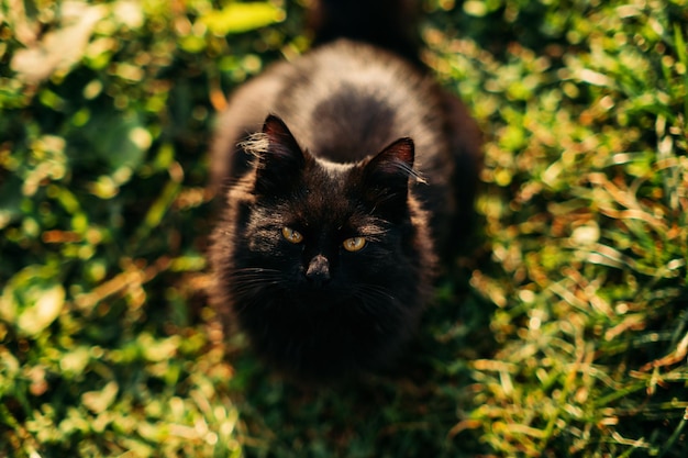 Il gatto nero alleva la giornata nazionale del gatto nero simpatico gatto nero con occhi dorati sullo sfondo della natura all'aperto