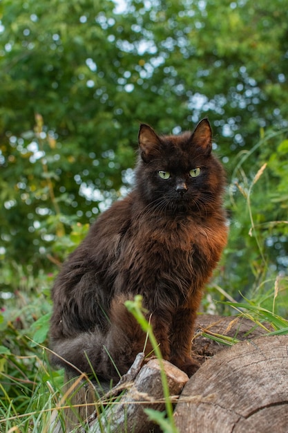 Il gatto nero cammina attraverso una macchia di fiori