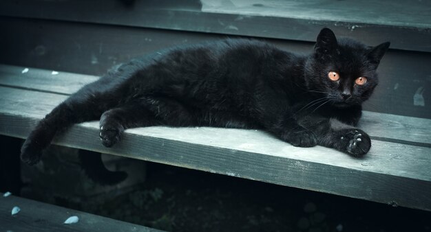 Il gatto nero con gli occhi gialli si trova sui gradini di legno