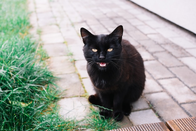 Il gatto nero con la bocca aperta che guarda l'obbiettivo