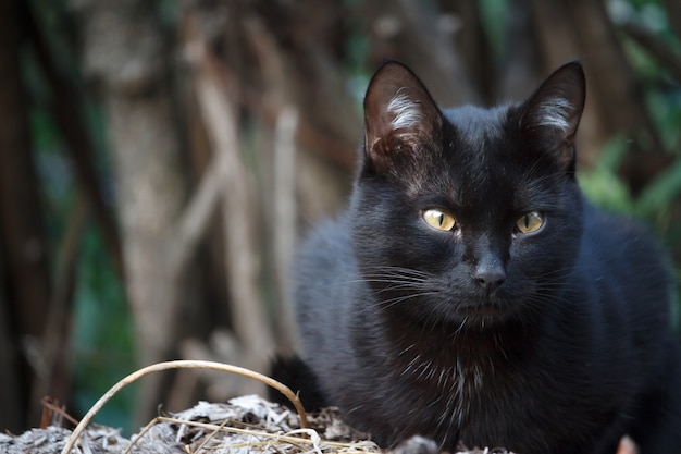 Il gatto nero dello shorthair del primo piano con gli occhi gialli si siede sul tetto della tettoia e si guarda intorno con attenzione