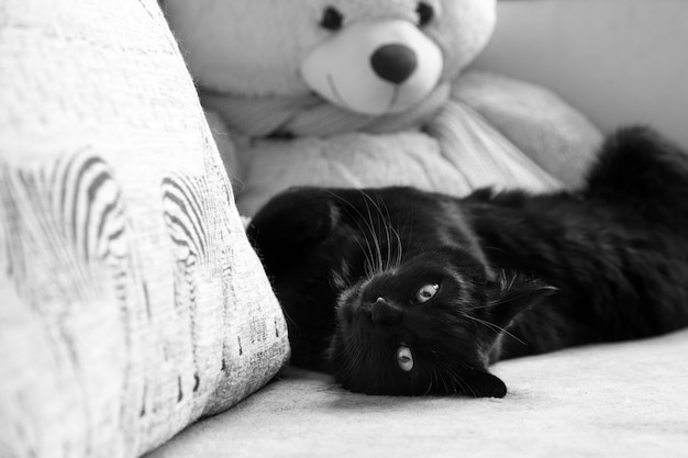 Il gatto nero giace su un divano su uno sfondo chiaro di fronte a un grande orsacchiotto bianco sullo sfondo
