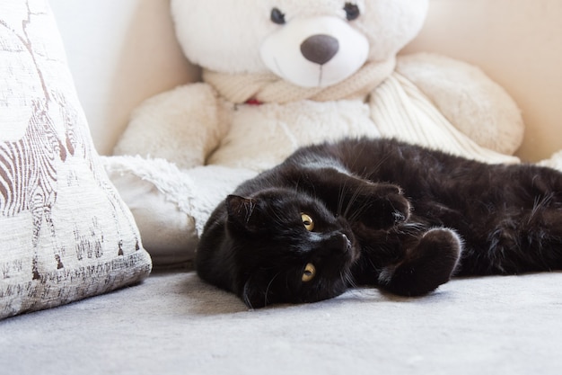 Il gatto nero giace su un divano su uno sfondo chiaro di fronte a un grande orsacchiotto bianco sullo sfondo