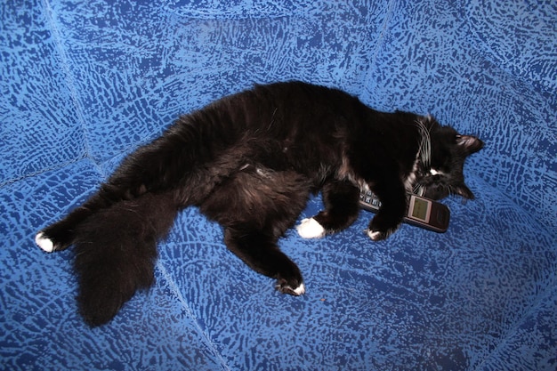 Il gatto nero gioca con il tubo telefonico sul divano.