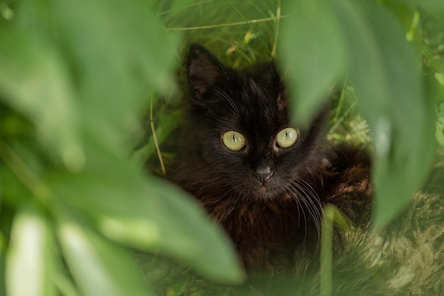 Il gatto nero si trova in fiori colorati e bokeh verde sullo sfondo Bellissimo gatto nero e piante in fiore in giardino