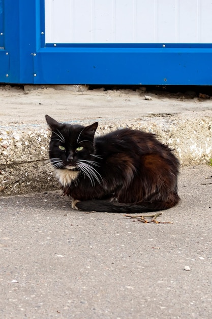 Il gatto nero si trova sul primo piano del marciapiede