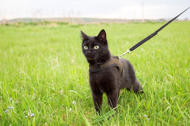 Il gatto nero sta camminando sull'erba al guinzaglio.