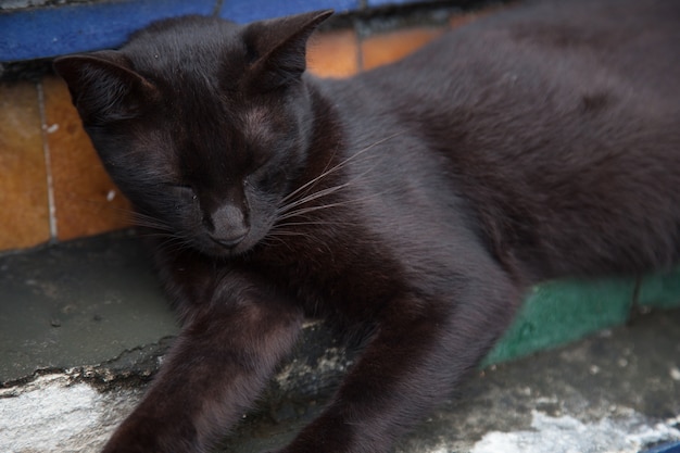 Il gatto nero sta dormendo